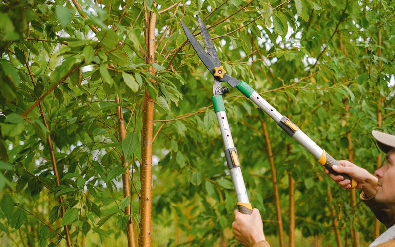 Tree trimming in Poestenkill, NY